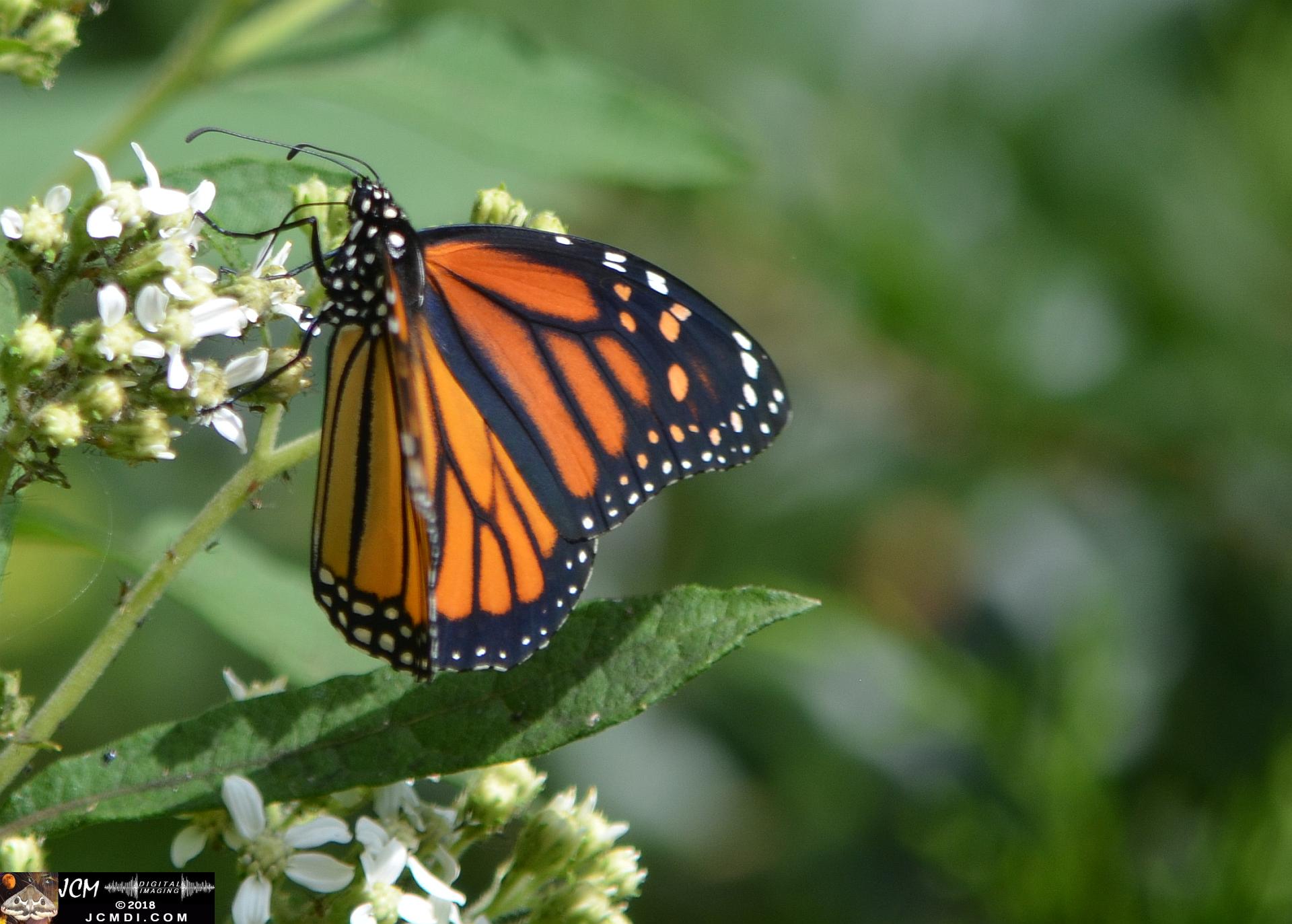 Monarch female on white flowers (Nikon D5100)